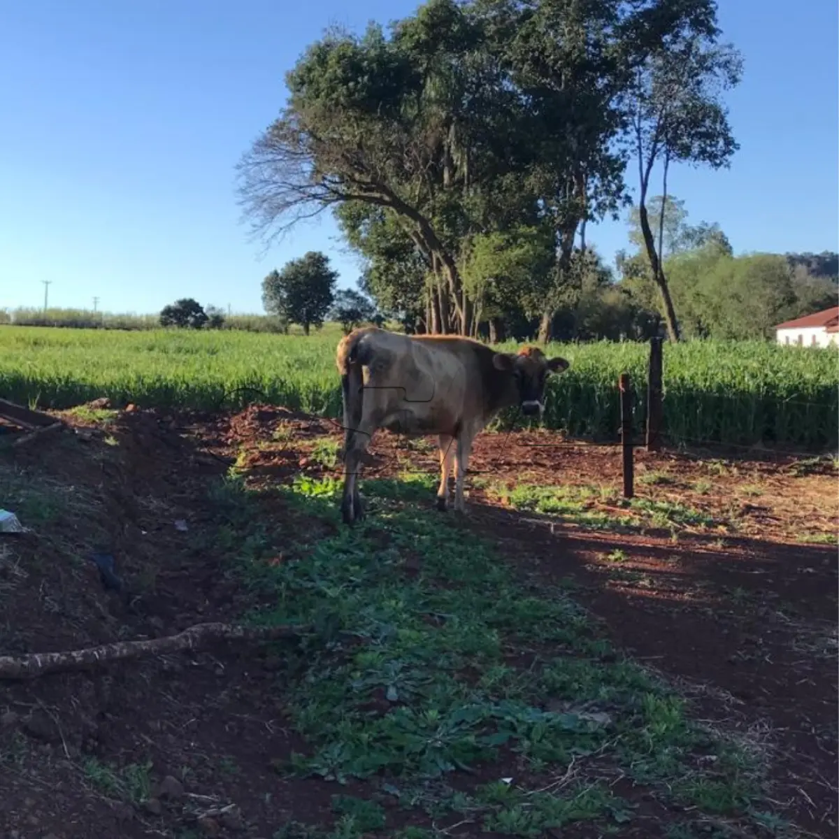 LOTE 004 - VACA JERSEY