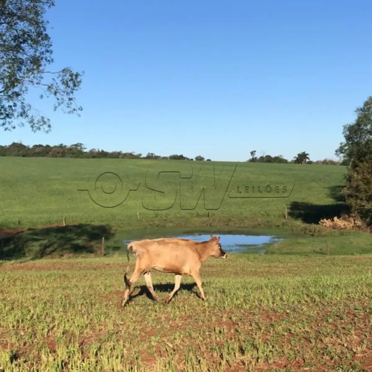 LOTE 004 - VACA JERSEY