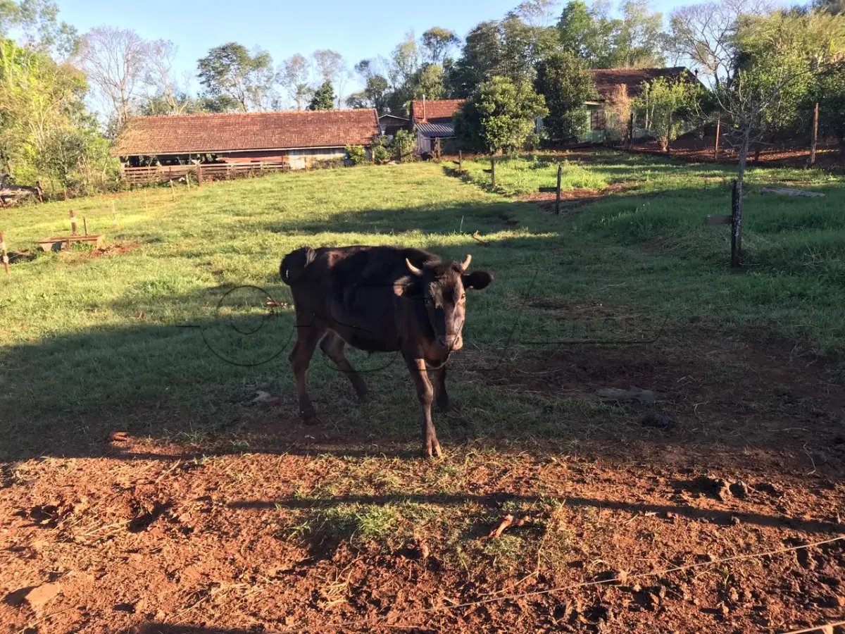 LOTE 003 - 01 TOURINHO