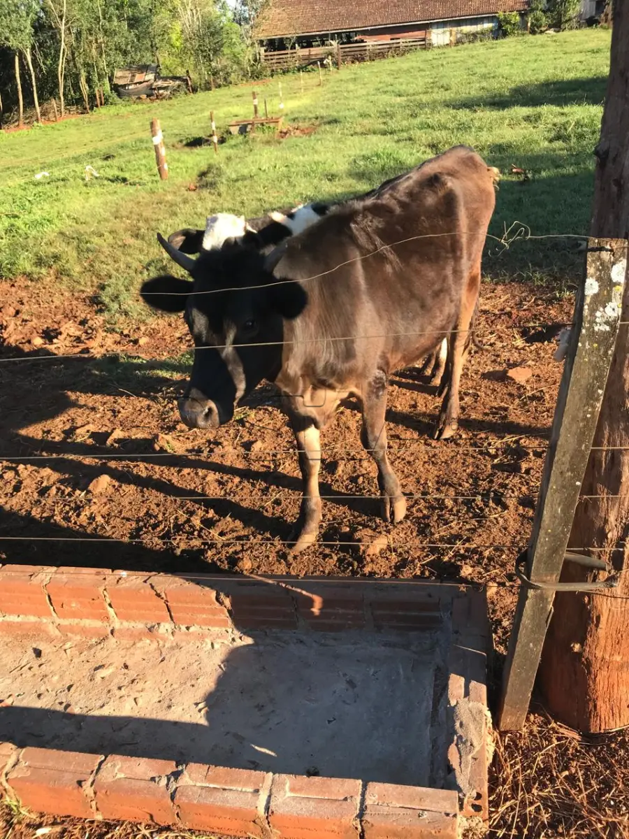 LOTE 003 - 01 TOURINHO