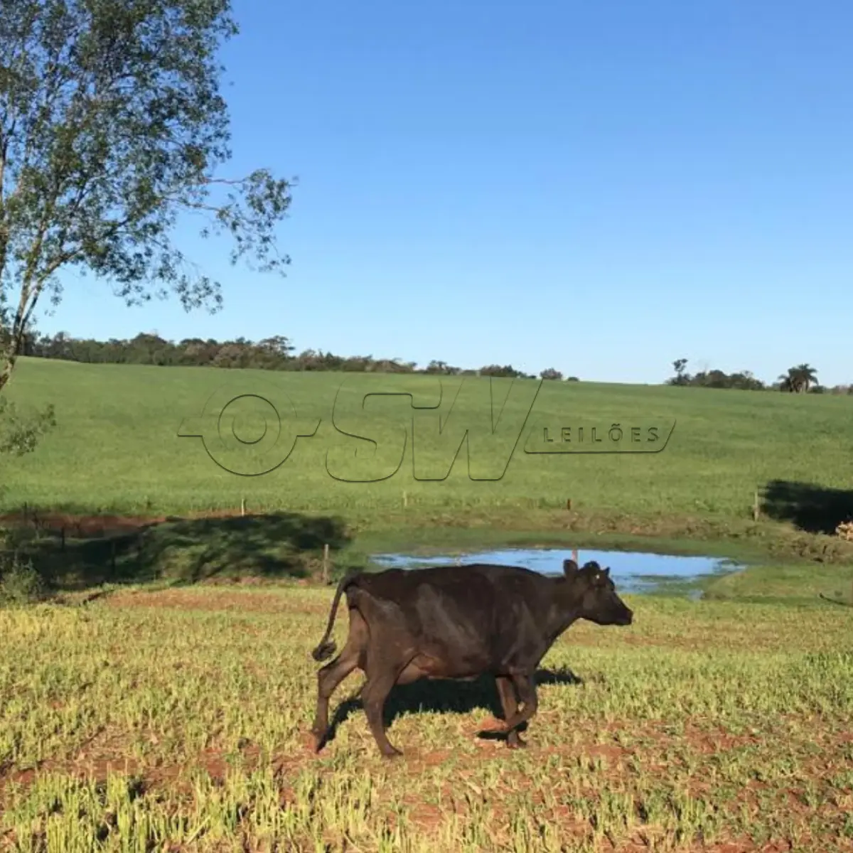 LOTE 005 - VACA JERSEY