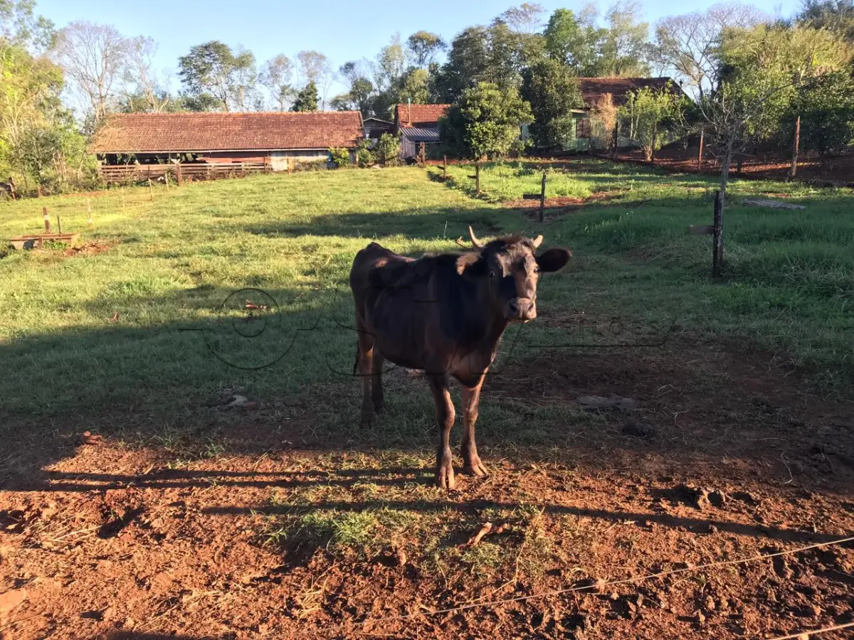 LOTE 003 - 01 TOURINHO