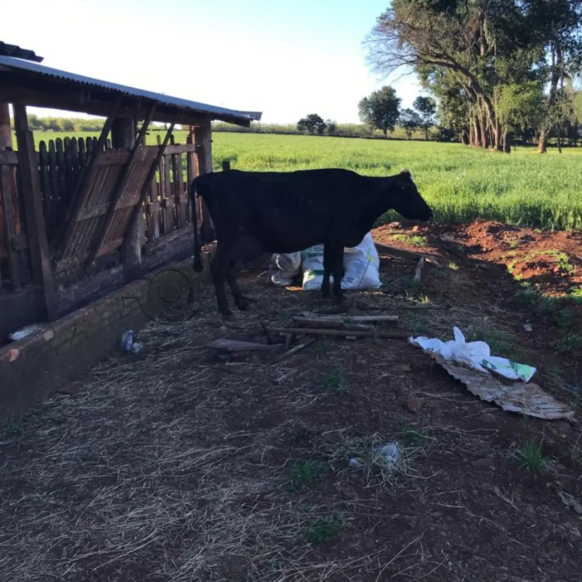 LOTE 005 - VACA JERSEY