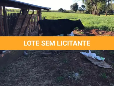 LOTE 005 - VACA JERSEY