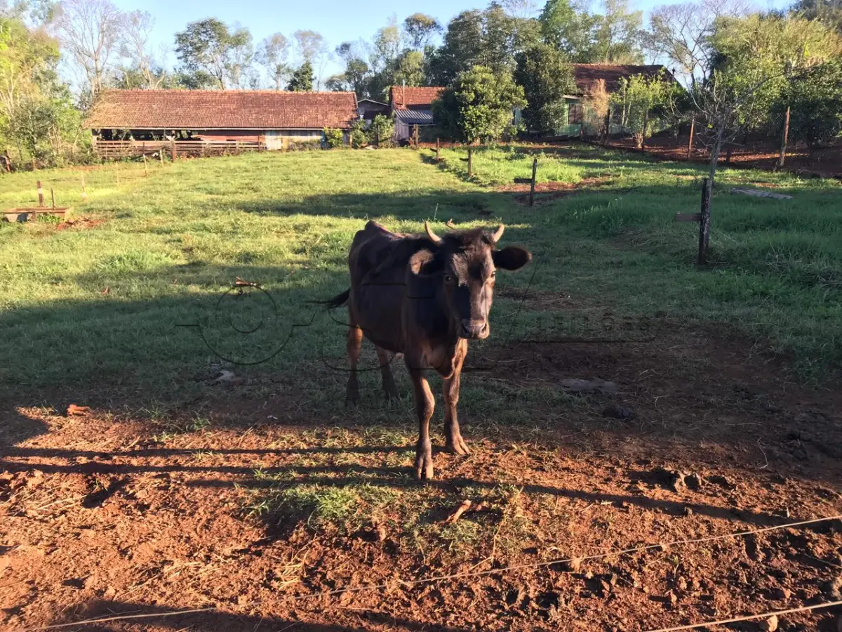 LOTE 003 - 01 TOURINHO