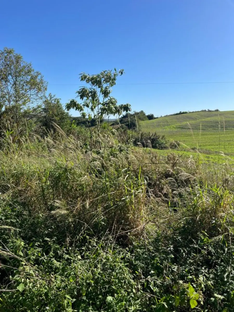 LOTE 001 - IMÓVEL RURAL