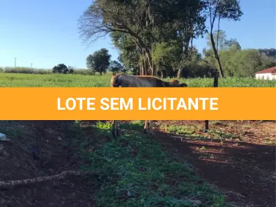 LOTE 004 - VACA JERSEY