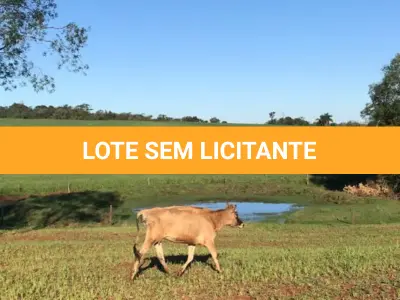 LOTE 004 - VACA JERSEY