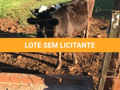 LOTE 003 - 01 TOURINHO