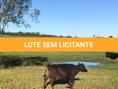 LOTE 005 - VACA JERSEY
