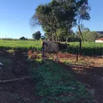 LOTE 004 - VACA JERSEY