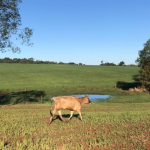 LOTE 004 - VACA JERSEY