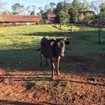 LOTE 003 - 01 TOURINHO