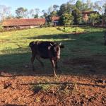 LOTE 003 - 01 TOURINHO