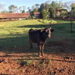 LOTE 003 - 01 TOURINHO